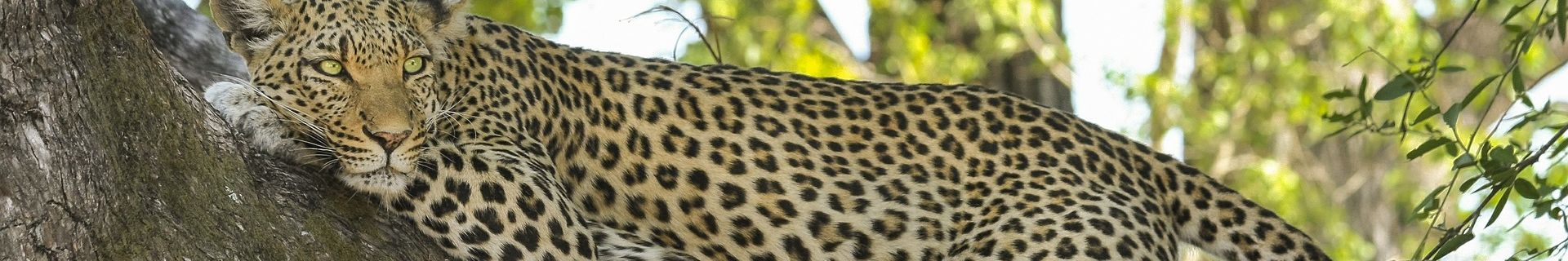 Leopard auf einem Baum in Tansania