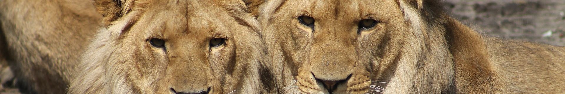 Löwen Nahaufnahme Tansania
