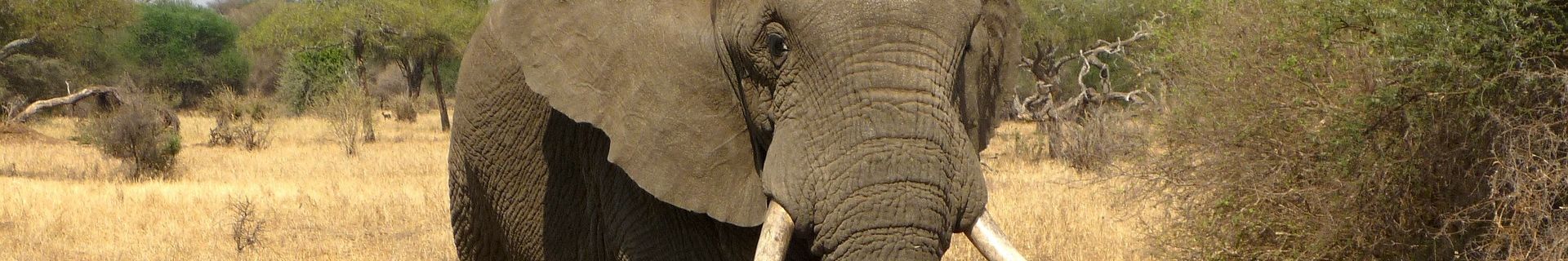 Elefant in der Trockenzeit (Tansania)