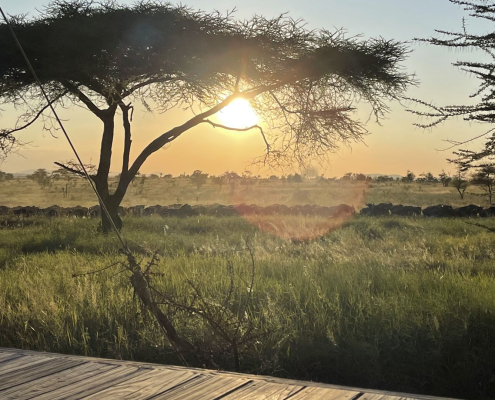 Sonnenuntergang und die große Tierwanderung in Tansania vor der Haustür in der Serengeti