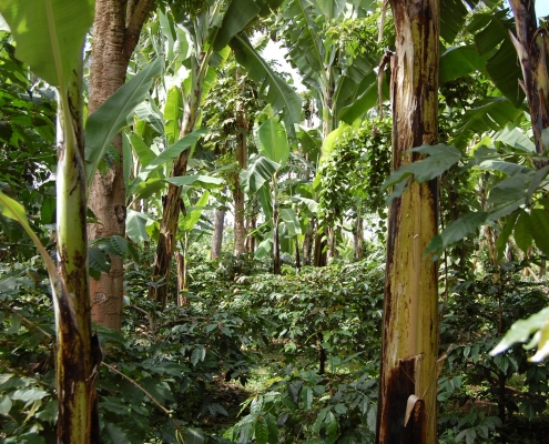 Kaffee und Bananenplantage