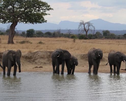 Tarangire Nationalpark Elefanten