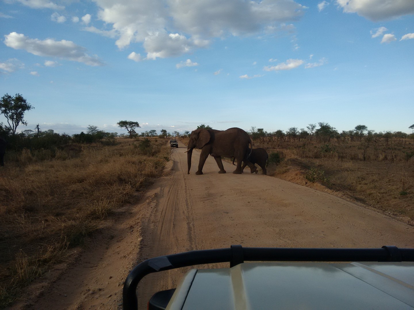 Elefanten haben Vorfahrt