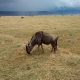Gnu Ngorongoro Krater Tansania