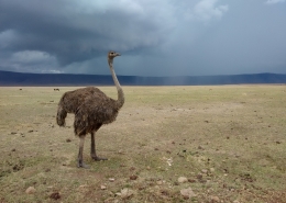 Strauss Ngorongoro Krater