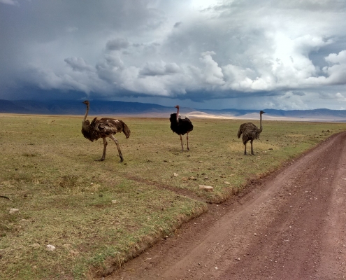 Ngorongoro Krater Strausse
