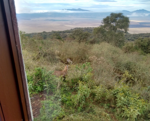 Aussicht Ngorongoro Krater Sopa Lodge Zimmer