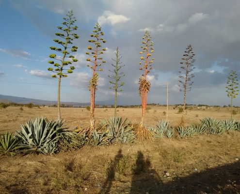 Tansania Sisal Pflanzen