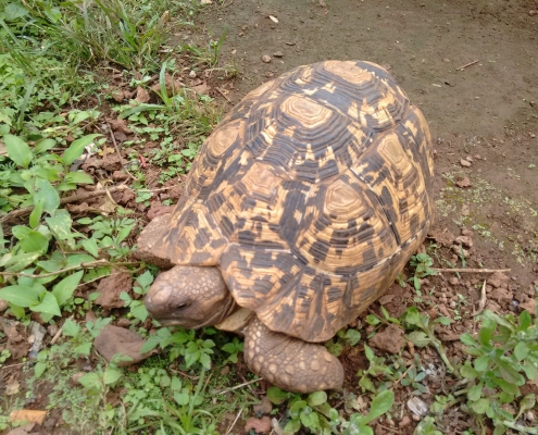 Schildkröte Sansibar