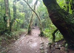 Kilimandscharo Nationalpark Marangu Pfad