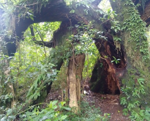 Arusha Nationalpark Urwald
