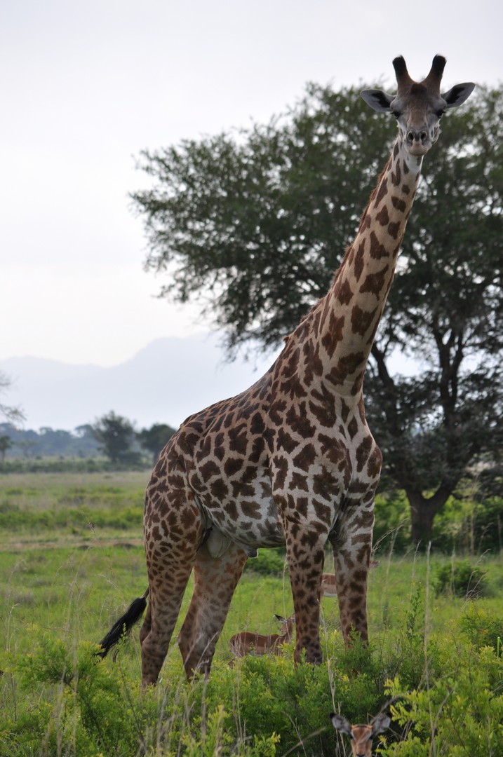 Giraffe Tansania