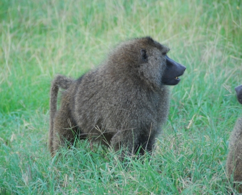 Pavian Tansania Safari