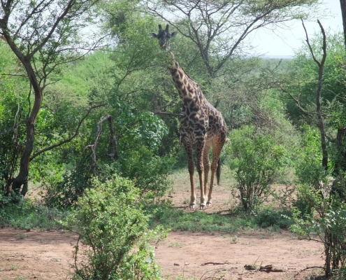 Giraffe mit Akazienbäumen