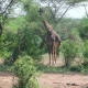 Giraffe mit Akazienbäumen