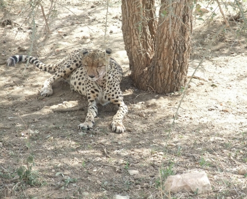 Tansania Gepard