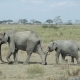 Elefanten on Tour
