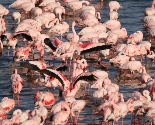 Flamingos Lake Natron Tansania