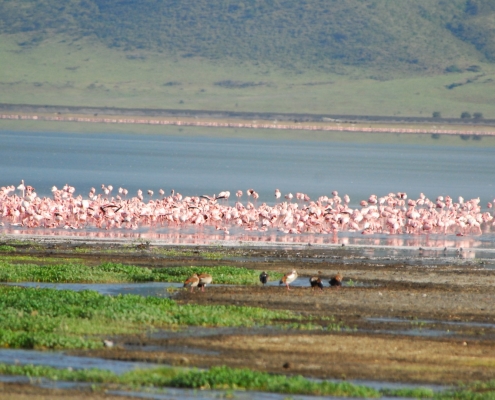 Lake Manyara Flamingos