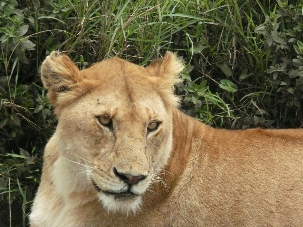 Löwe (Panthera leo), König der Big Five in Tansania
