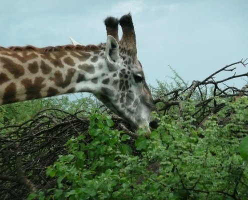 Giraffe am Fressen in der Serengeti