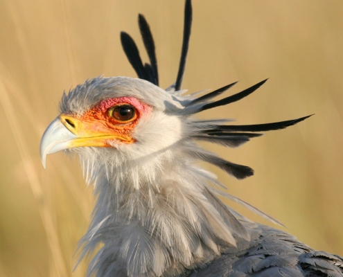 Vogel Tansania