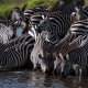 Zebras Mara Fluss