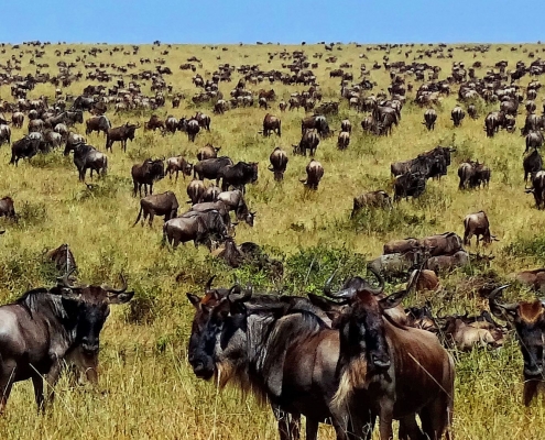 Die Große Tierwanderung in der Serengeti