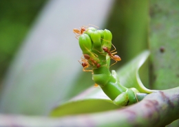 Gewürzpflanze mit Ameisen