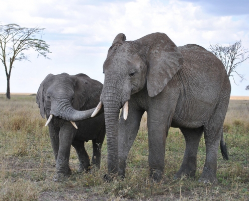 Elefant Loxodonta africana Tansania
