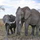 Elefant Loxodonta africana Tansania