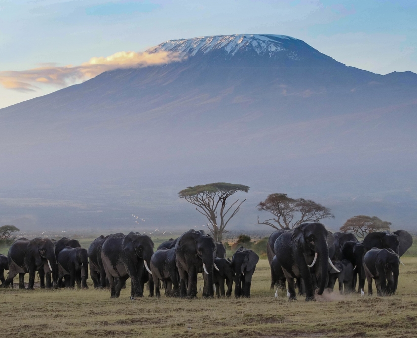 Elefantenherde mit Kilimandscharo im Hintergrund