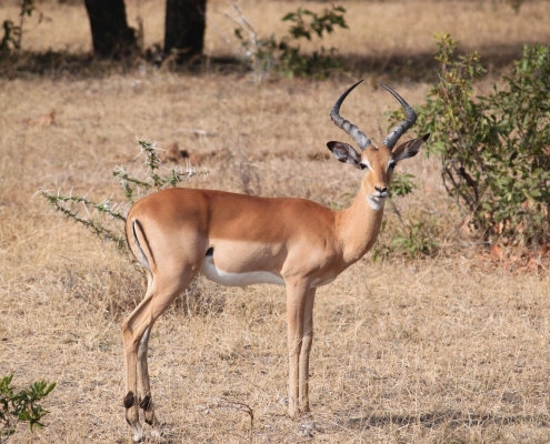 Antilope Tansania