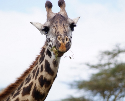 Giraffe Tansania Nahaufnahme