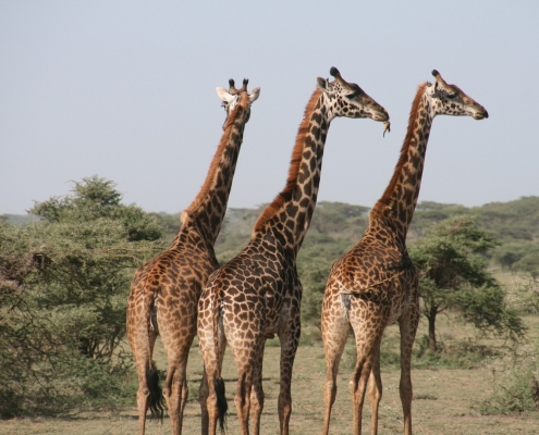 Giraffen Tansania Nationalpark Safari