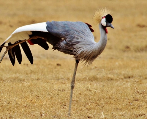 Vogel Tansania