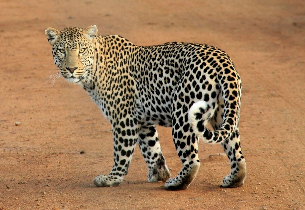Leopard Panthera pardus Tansania
