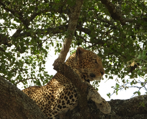 Leopard Baum Tansania