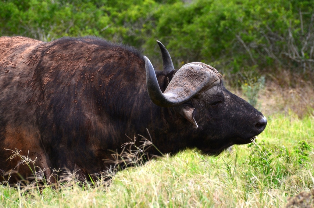 Afrikanischer Büffel, ein Mitglied der Big Five in Tansania