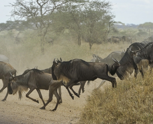 Gnus Serengeti Straße