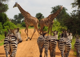 Tansania Safari mit niedrigen Kosten