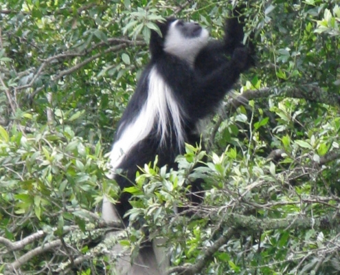 Affe im Arusha Nationalpark