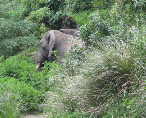 Arusha Nationalpark Elefant
