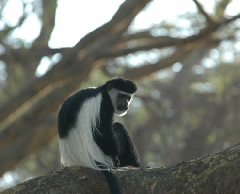 Affe im Udzungwa Mountains Nationalpark