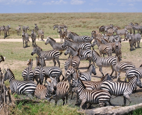 Safari Serengeti Ebenen mit vielen Zebras