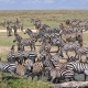 Safari Serengeti Ebenen mit vielen Zebras