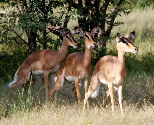 Antilopen Tansania