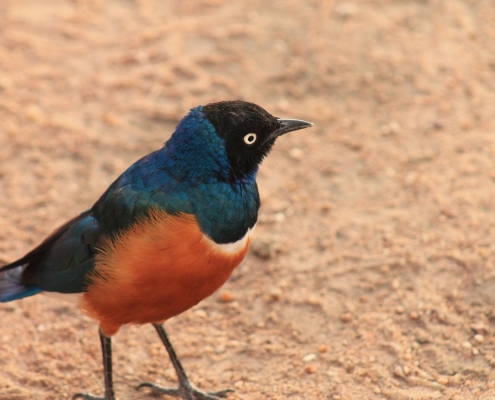 Bunter Vogel Tansania