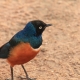 Bunter Vogel Tansania