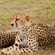 Geparde Serengeti